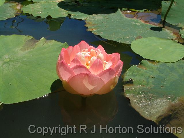 Lotus Mt Penang_2